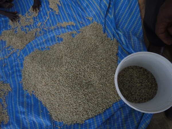 GRAIN * ETHIOPIE BELOYA – Image 2