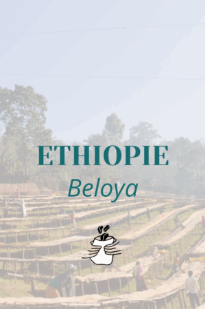 GRAIN * ETHIOPIE BELOYA