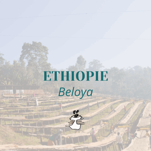 GRAIN * ETHIOPIE BELOYA