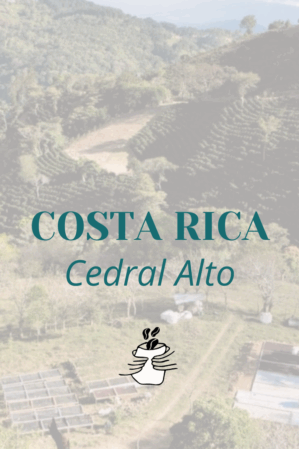 GRAIN * COSTA RICA CEDRAL ALTO