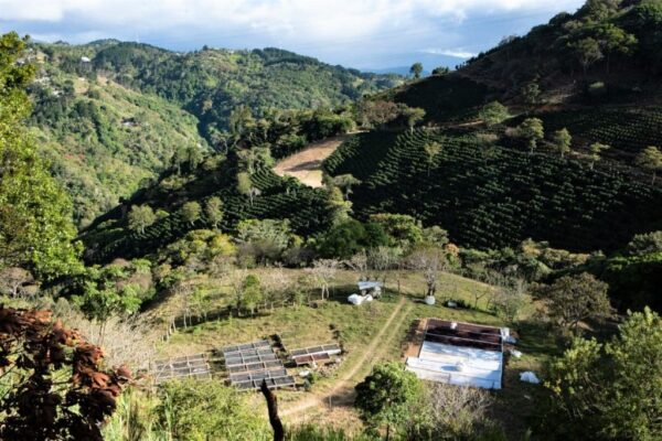 GRAIN * COSTA RICA CEDRAL ALTO – Image 3