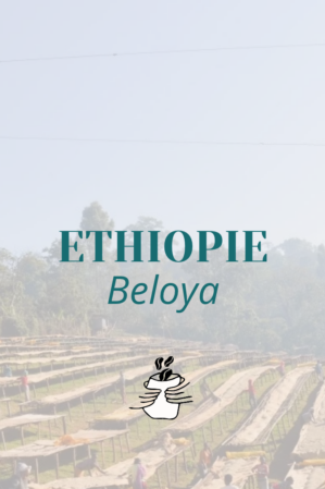GRAIN Ethiopie Beloya