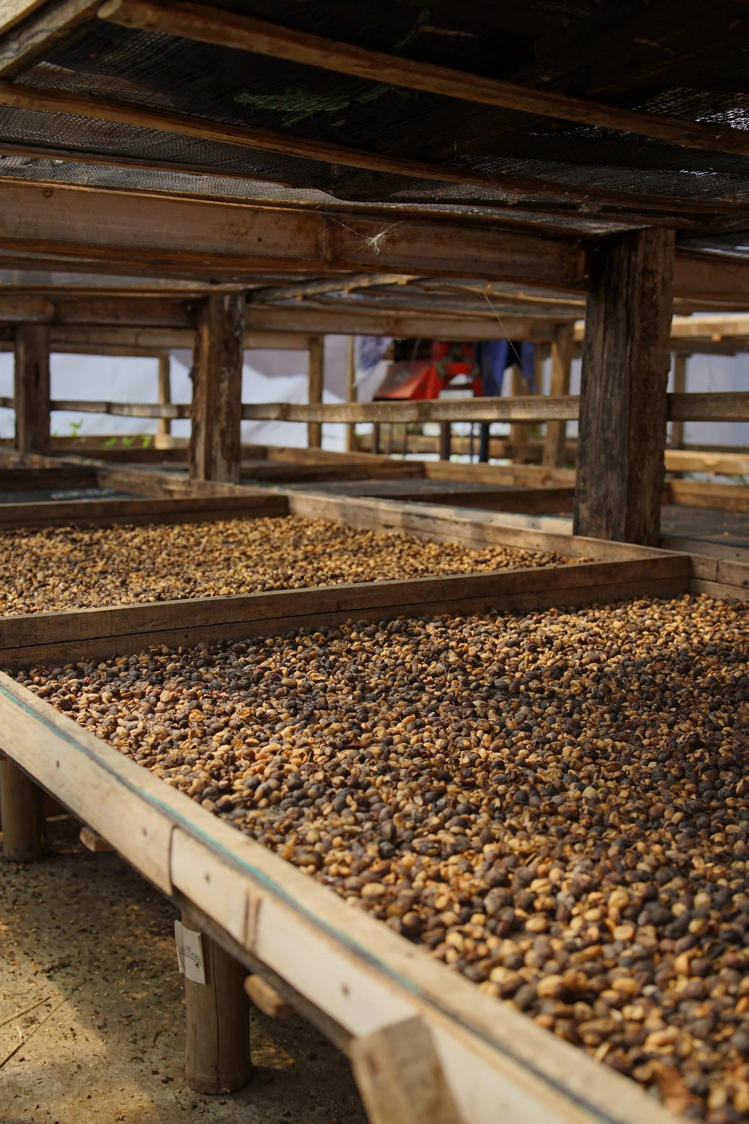 GRAIN INDONESIE Sindoro – Image 4