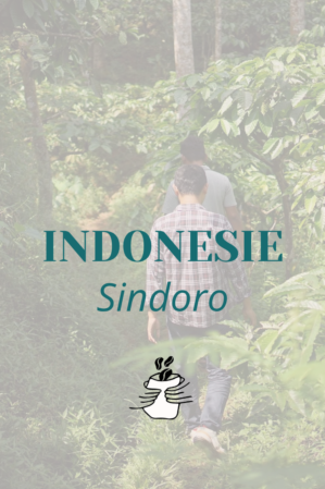 GRAIN  INDONESIE Sindoro
