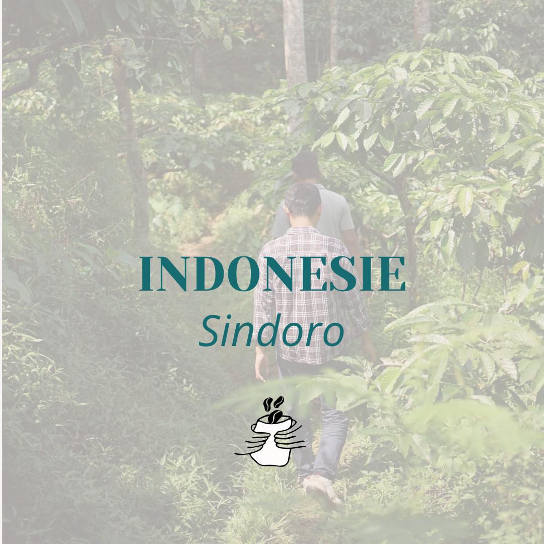 GRAIN INDONESIE Sindoro