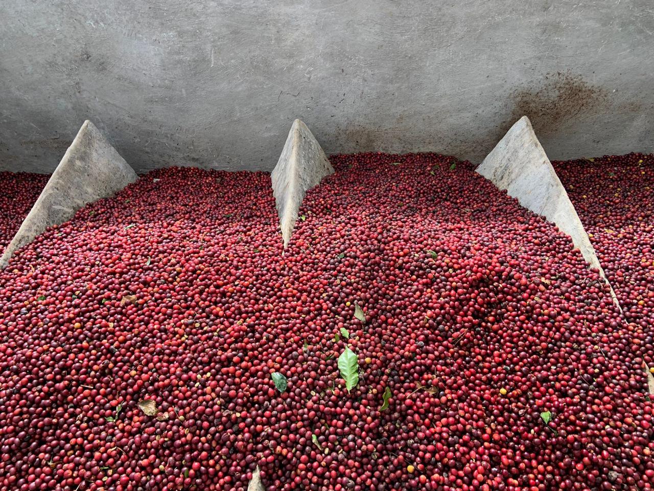 GRAIN NICARAGUA La Bendicion – Image 3